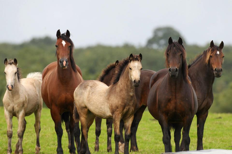 Llanarth Welsh Ponies and Cobs